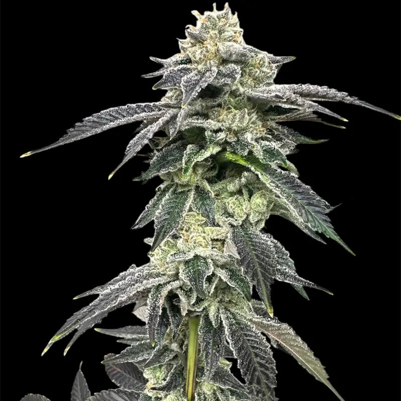 Crudebeer© fem terpyz mutant genetics feminized cannabis