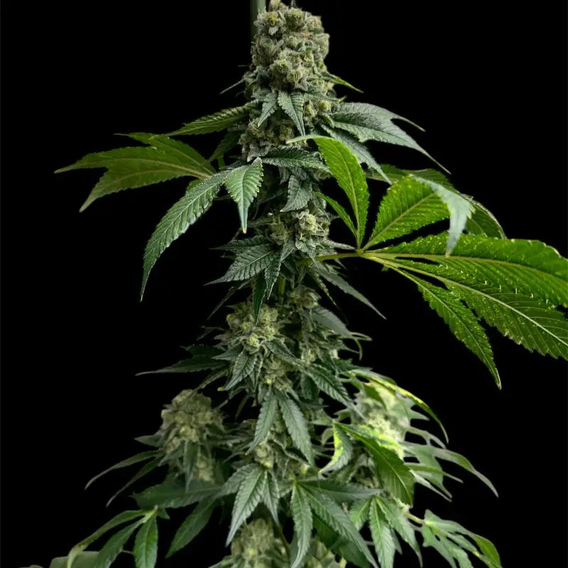 Crudebeer© fem terpyz mutant genetics feminized cannabis