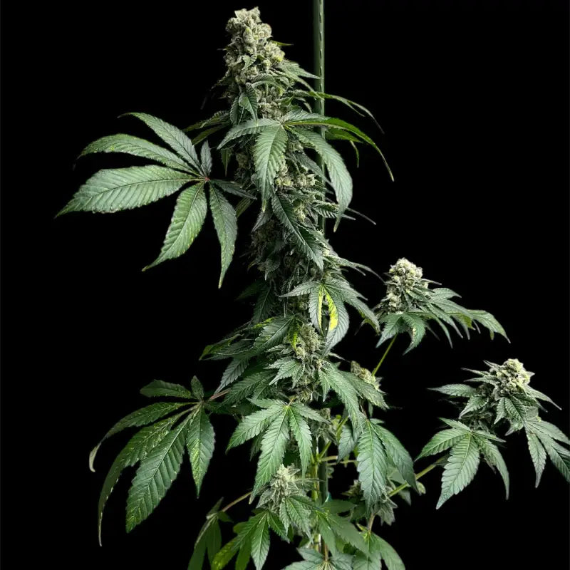 Crudebeer© fem terpyz mutant genetics feminized cannabis