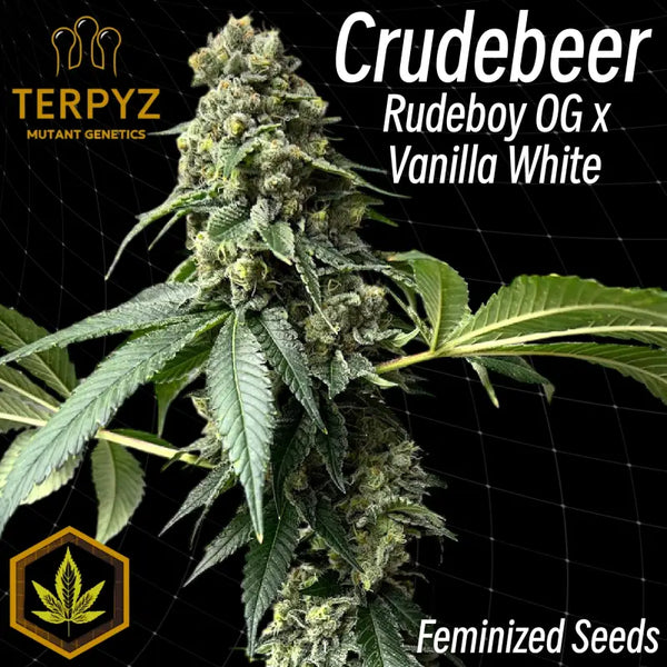 Crudebeer© fem terpyz mutant genetics feminized cannabis