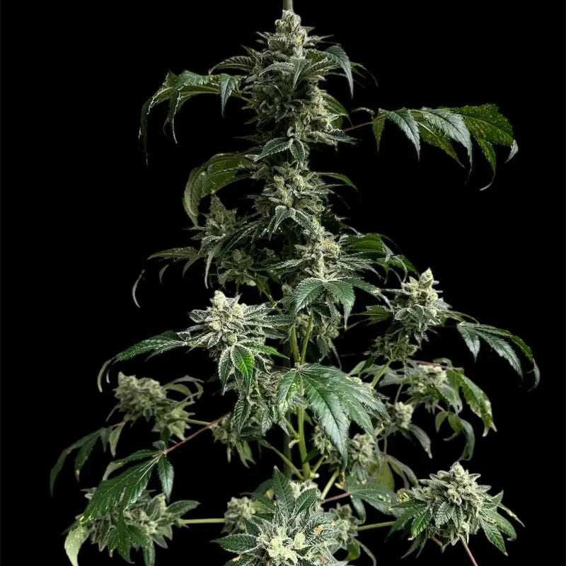 Crudebeer© fem terpyz mutant genetics feminized cannabis