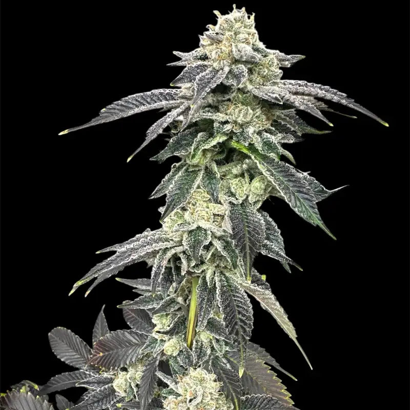 Crudebeer© fem terpyz mutant genetics feminized cannabis