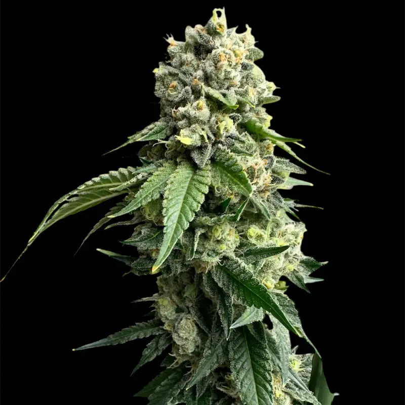 Crudebeer© fem terpyz mutant genetics feminized cannabis