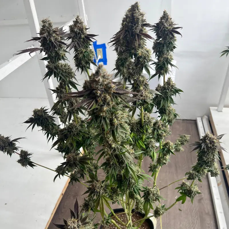 Crudebeer© fem terpyz mutant genetics feminized cannabis