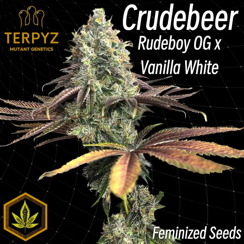 Crudebeer© fem terpyz mutant genetics feminized cannabis