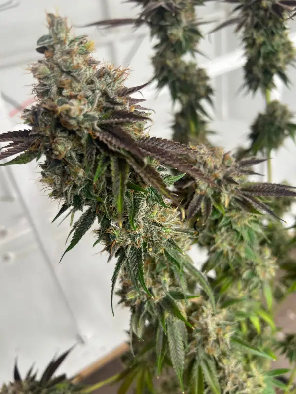 Crudebeer© fem terpyz mutant genetics feminized cannabis