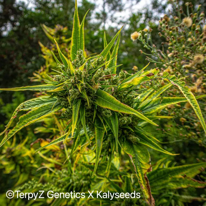 Crusader kush - mutant reg kalyseeds cannabis seeds sold