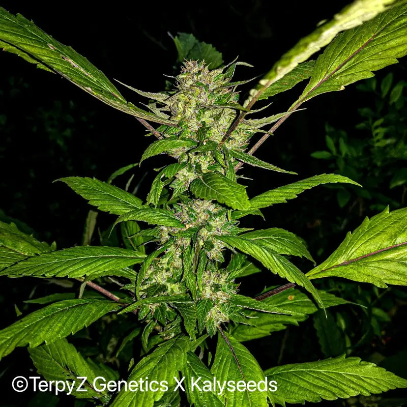 Crusader kush - mutant reg kalyseeds cannabis seeds sold
