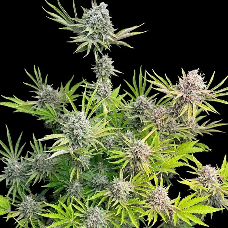 Dirty sour terpyz upcoming strains