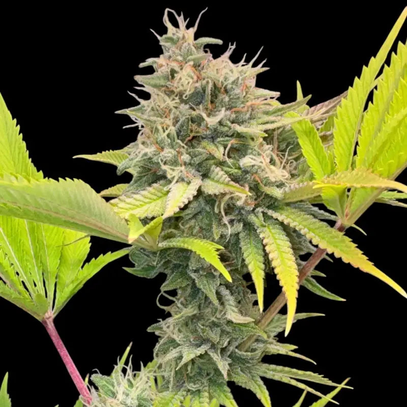 Dirty sour terpyz upcoming strains