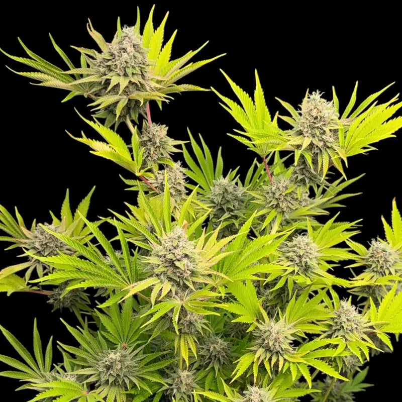 Dirty sour terpyz upcoming strains