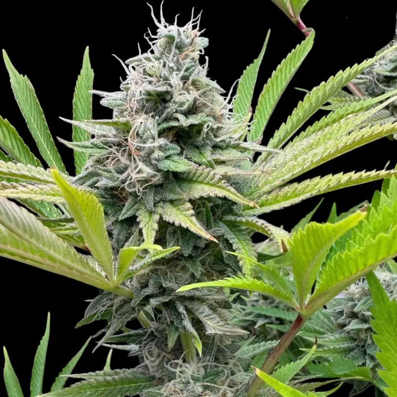 Dirty sour terpyz upcoming strains