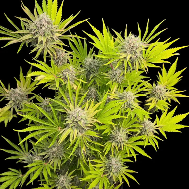 Dirty sour terpyz upcoming strains