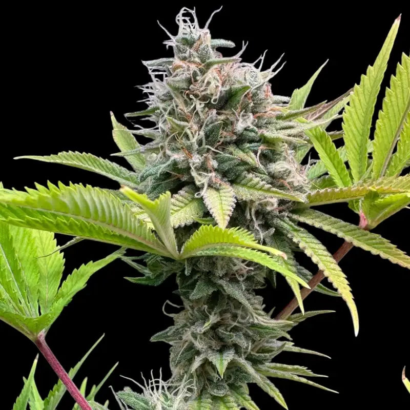 Dirty sour terpyz upcoming strains