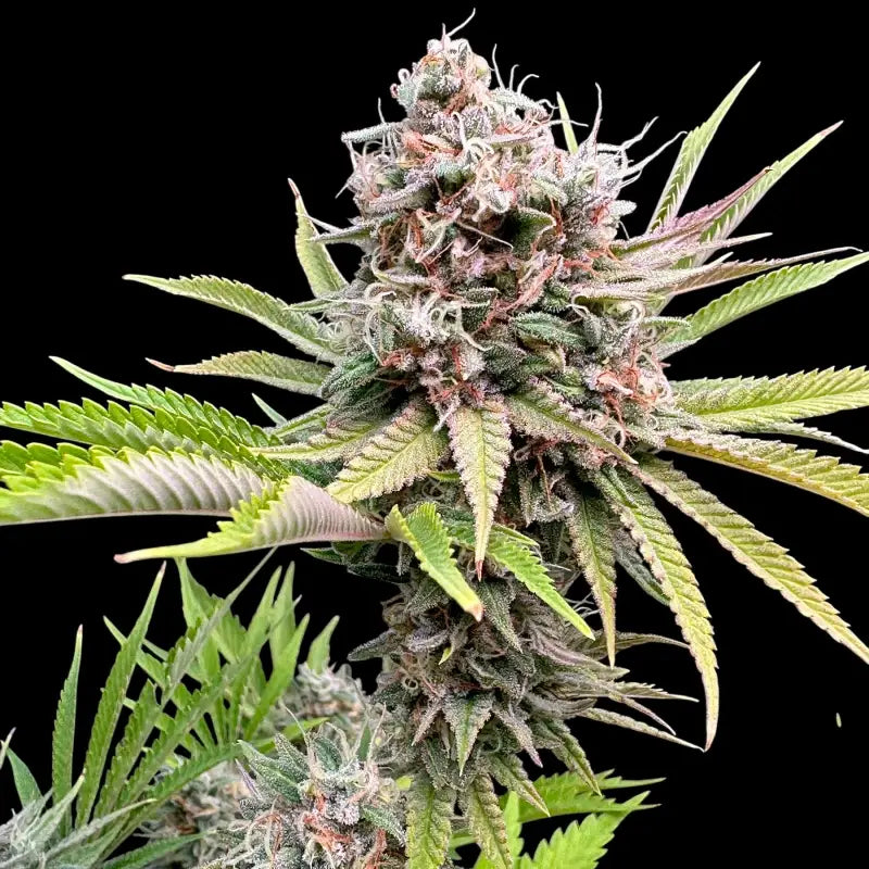 Dirty sour terpyz upcoming strains