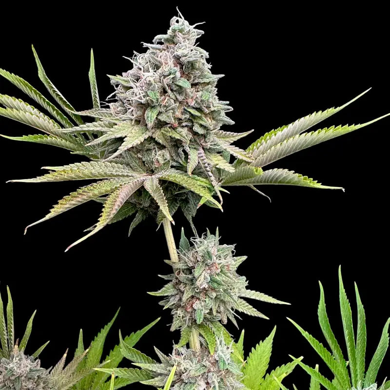 Dirty sour terpyz upcoming strains