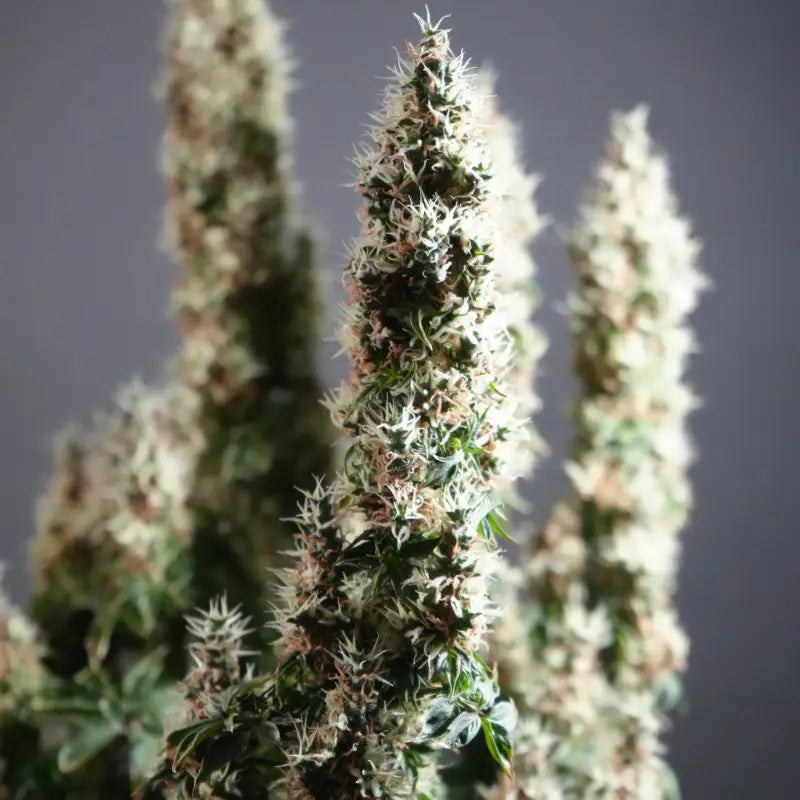Dooligah og f3 terpyz australian bastard cannabis seeds