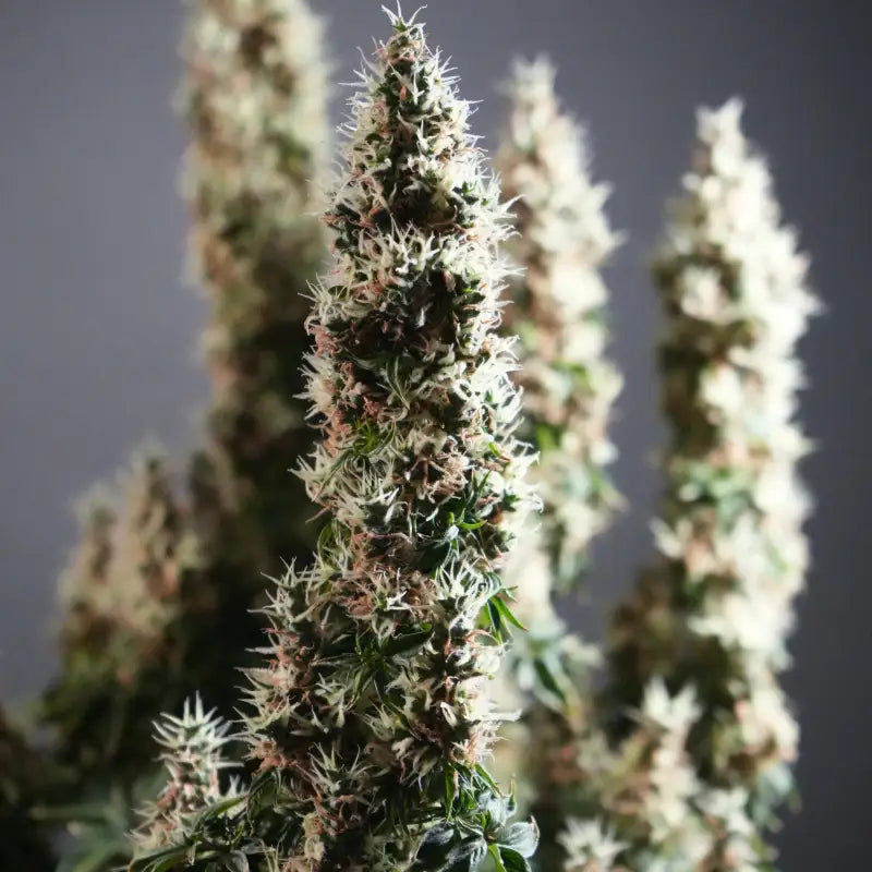Dooligah og f3 terpyz australian bastard cannabis seeds
