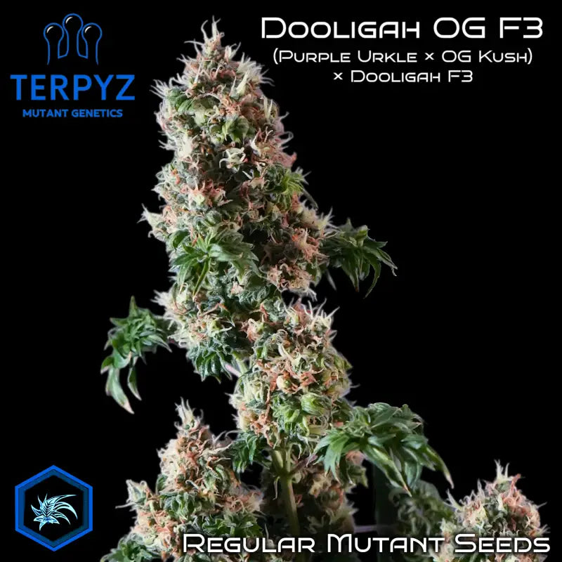 Dooligah og f3 terpyz australian bastard cannabis seeds