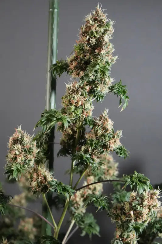 Dooligah og f3 terpyz australian bastard cannabis seeds