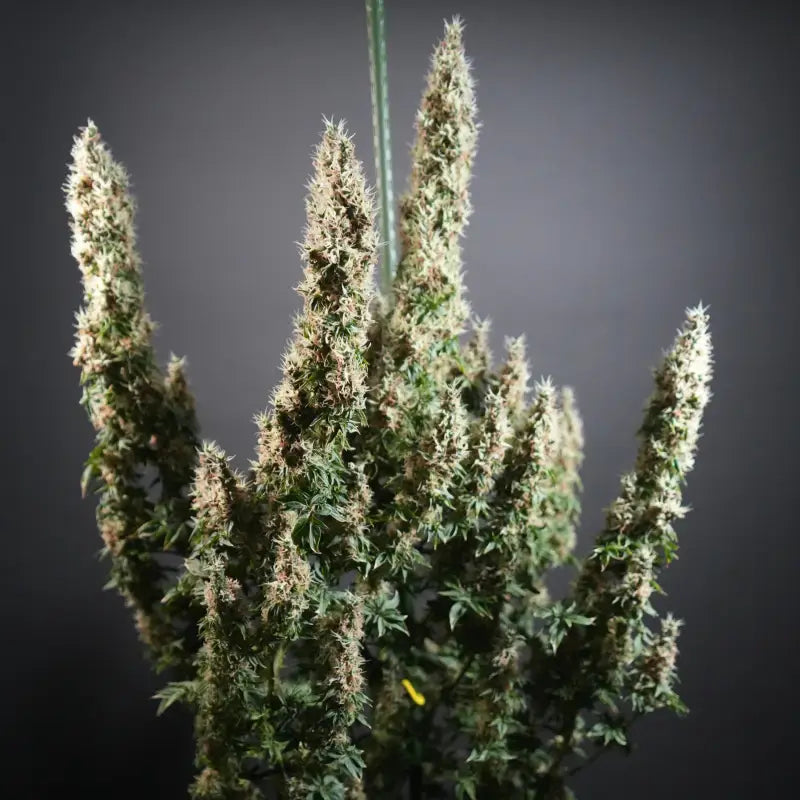 Dooligah og f3 terpyz australian bastard cannabis seeds