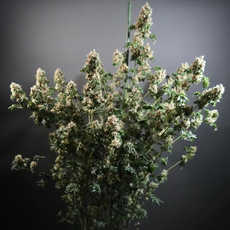 Dooligah og f3 terpyz australian bastard cannabis seeds