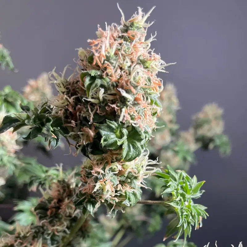 Dooligah og f3 terpyz australian bastard cannabis seeds