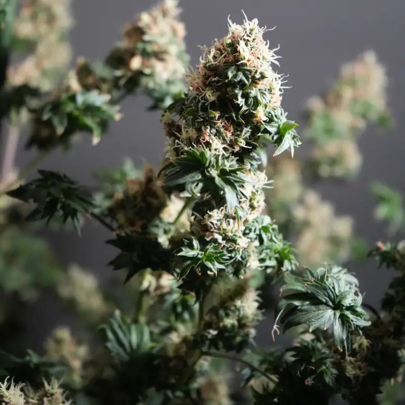 Dooligah og f3 terpyz australian bastard cannabis seeds