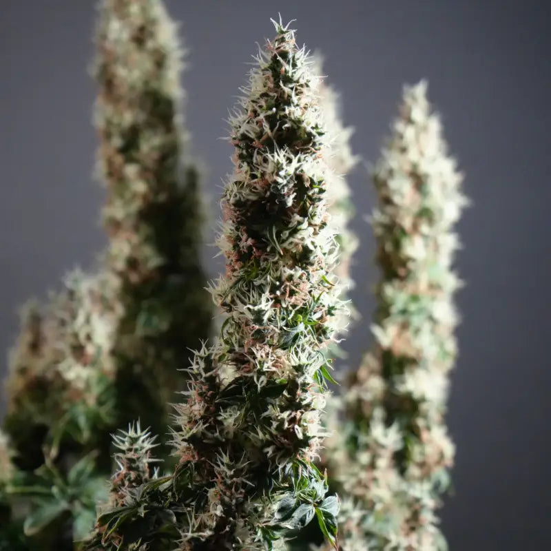 Dooligah og f3 terpyz australian bastard cannabis seeds