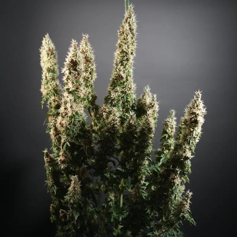 Dooligah og f3 terpyz australian bastard cannabis seeds