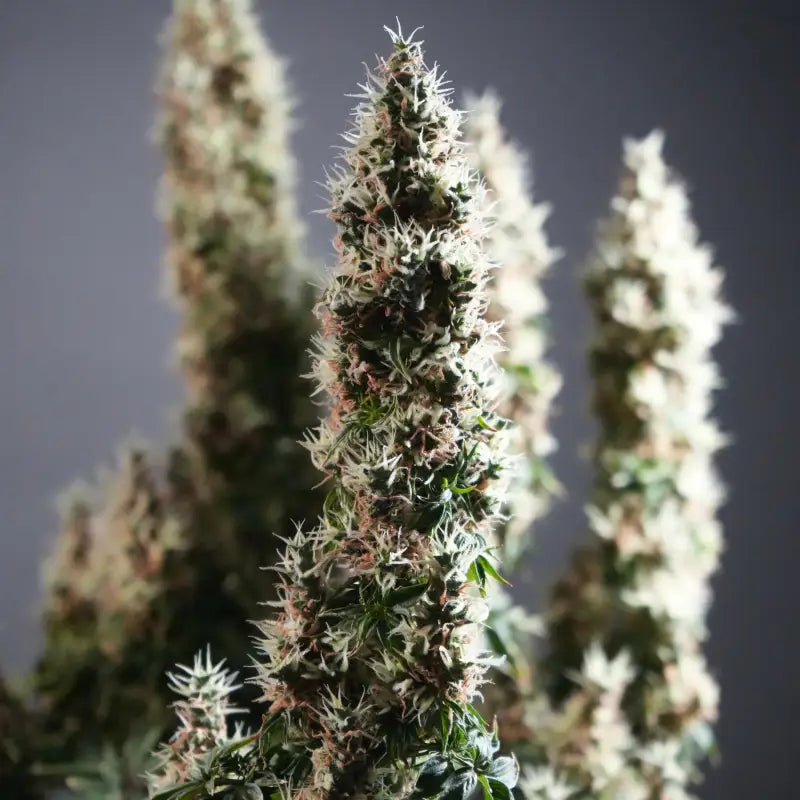 Dooligah og f3 terpyz australian bastard cannabis seeds