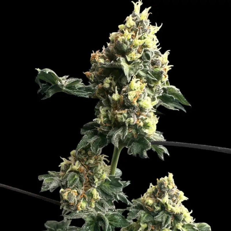 Dooligah og f3© mutant reg terpyz australian bastard