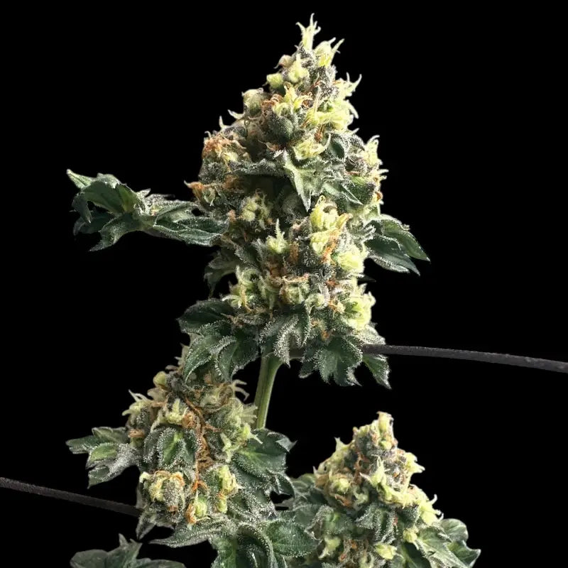 Dooligah og f3© mutant reg terpyz australian bastard