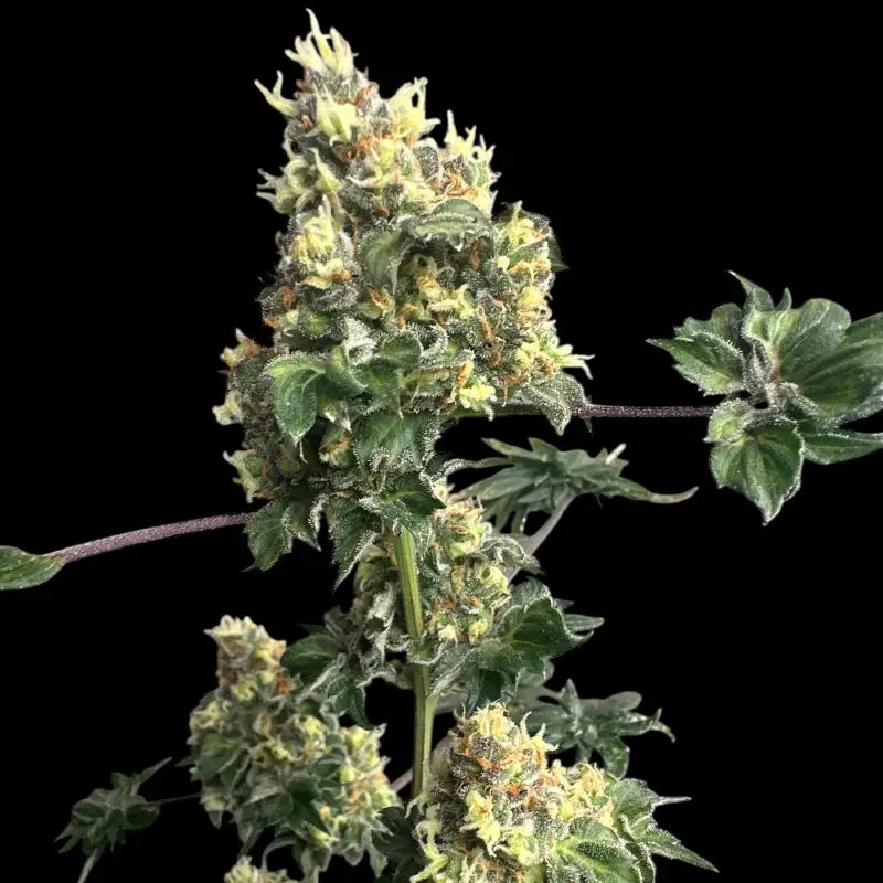 Dooligah og f3© mutant reg terpyz australian bastard