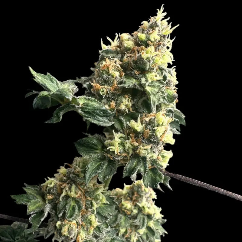 Dooligah og f3© mutant reg terpyz australian bastard