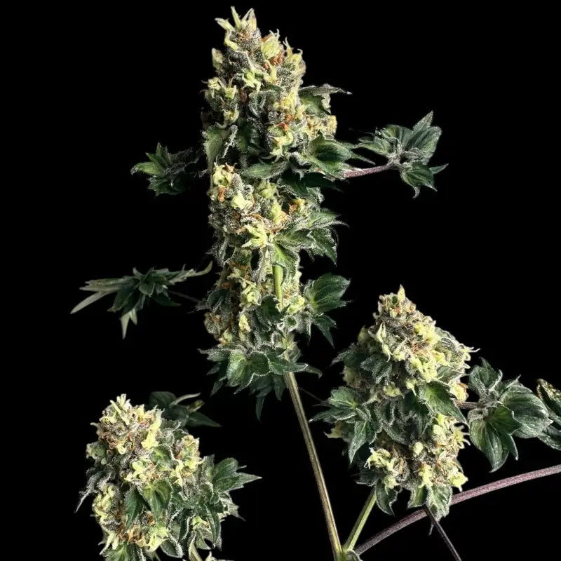 Dooligah og f3© mutant reg terpyz australian bastard