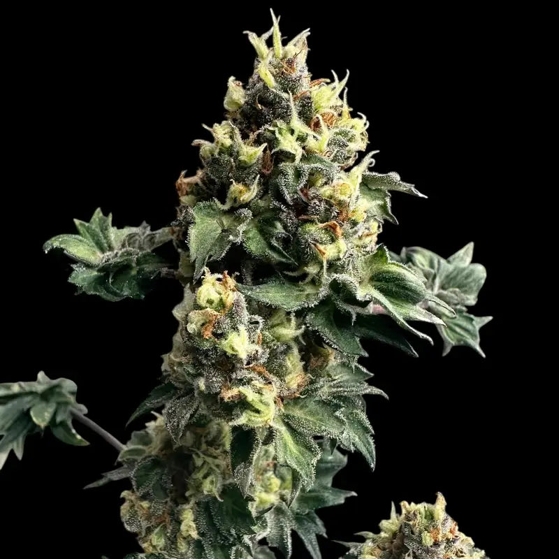 Dooligah og f3© mutant reg terpyz australian bastard
