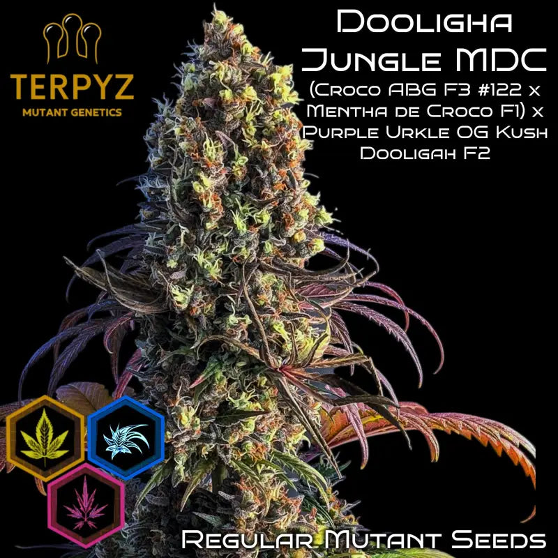 Dooligha jungle mdc *250€ free seeds - in stock! * terpyz