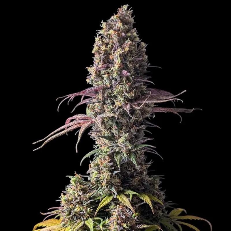 Dooligha jungle mdc *exclusive free seeds* terpyz mutant