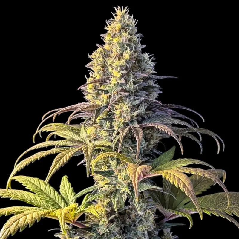 Dooligha jungle mdc *exclusive free seeds* terpyz mutant