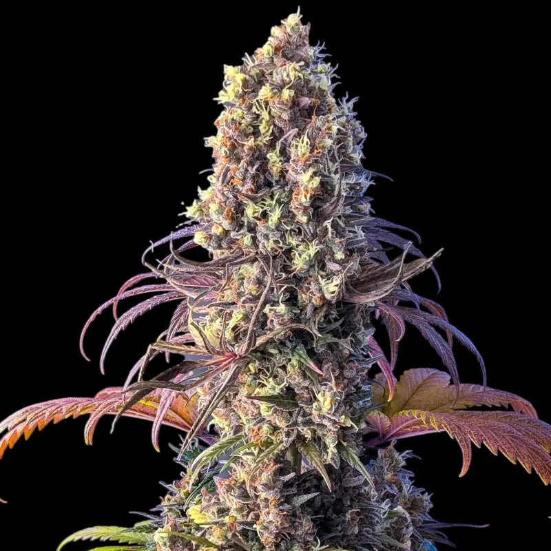 Dooligha jungle mdc *exclusive free seeds* terpyz mutant