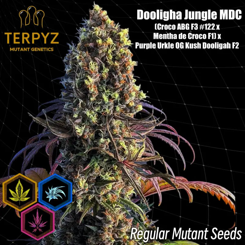 Dooligha jungle mdc *exclusive free seeds* terpyz mutant