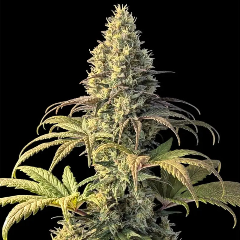 Dooligha jungle mdc *exclusive free seeds* terpyz mutant