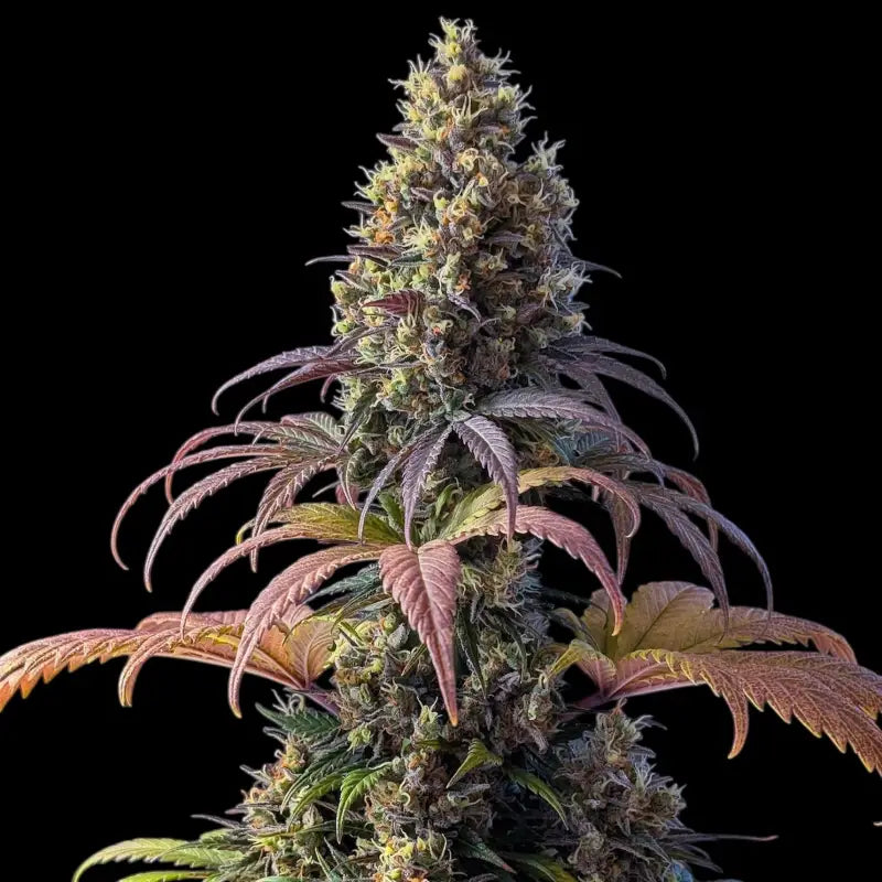 Dooligha jungle mdc *exclusive free seeds* terpyz mutant