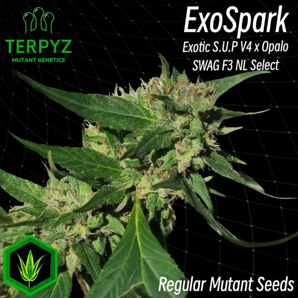Exospark© reg *limited release* terpyz mutant genetics
