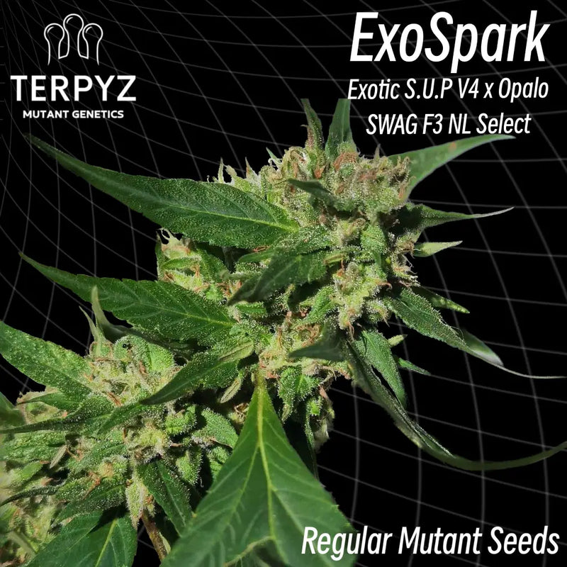 Exospark *limited release* ’smooth-edged webbed leaves’