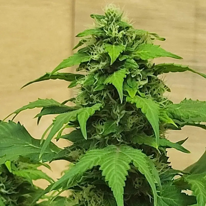 Chemduck f2© duck reg terpyz research mutant cannabis seeds