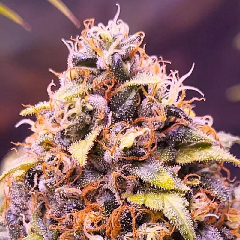 Chemduck f2© duck reg terpyz research mutant cannabis seeds