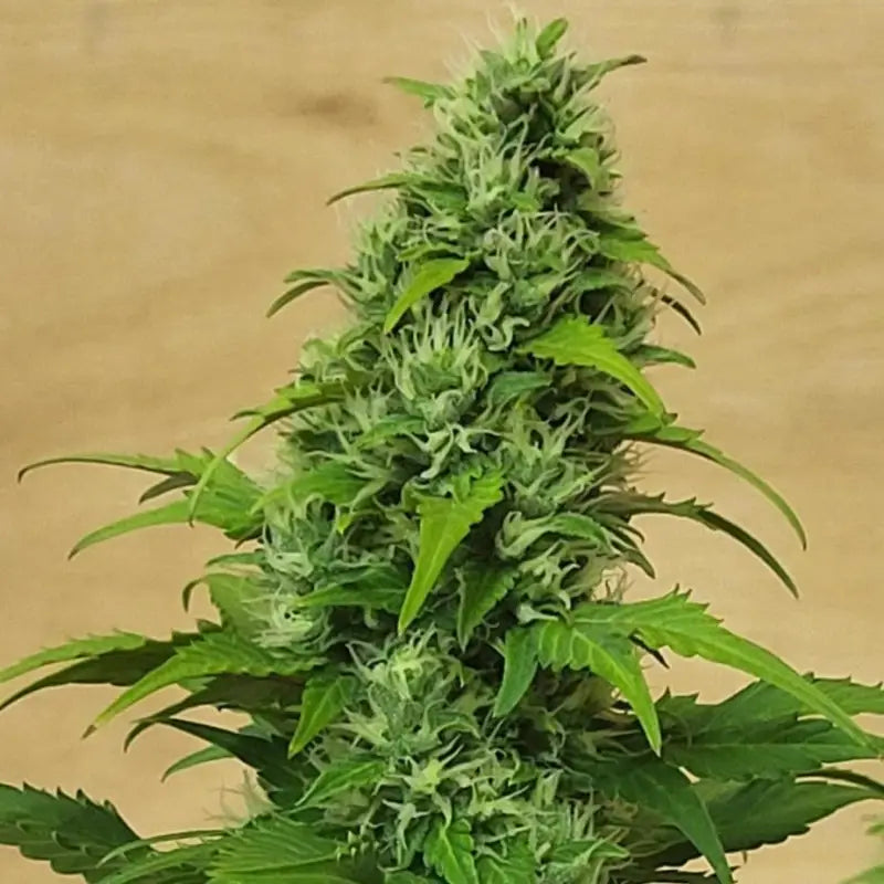 Chemduck f2© duck reg terpyz research mutant cannabis seeds