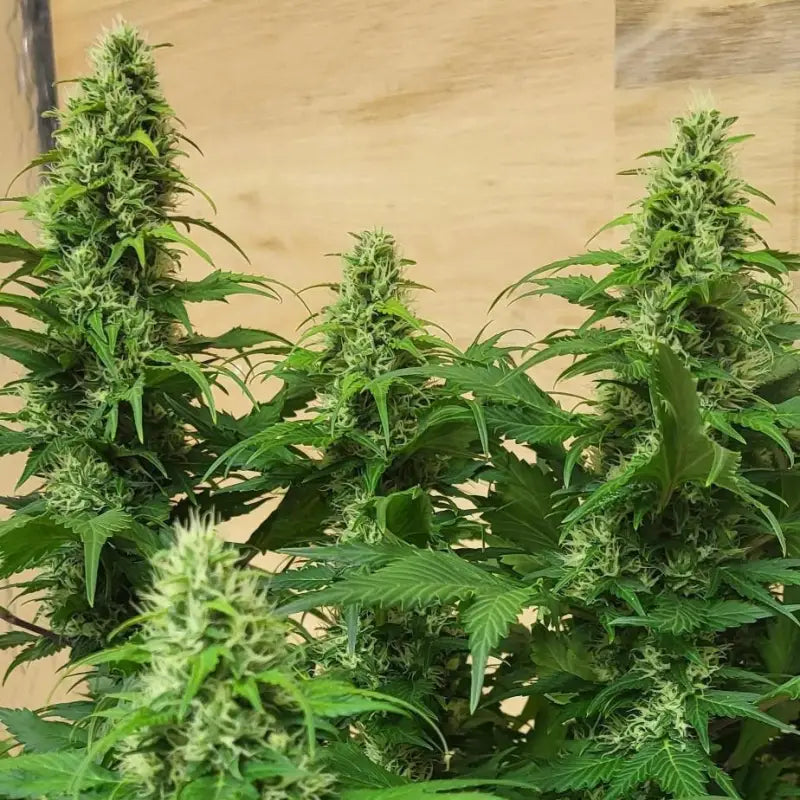 Chemduck f2© duck reg terpyz research mutant cannabis seeds